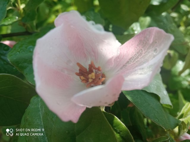 Lena Lewandowska.jpg